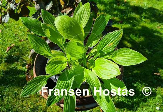 Hosta Kiwi Cream Edge