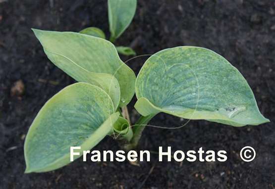 Hosta Kiwi Forest