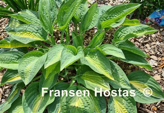 Hosta Kiwi Full Monty