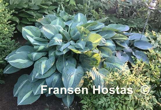 Hosta Kiwi Full Monty