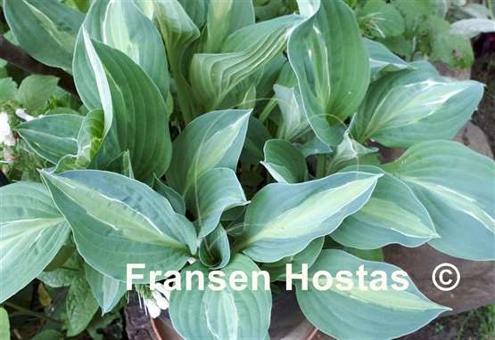 Hosta Kiwi Full Monty