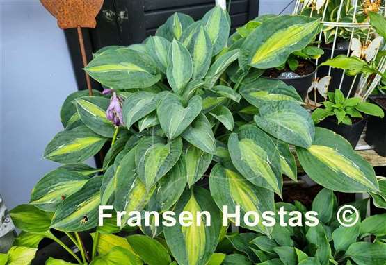 Hosta Kiwi Full Monty