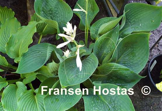 Hosta Kiwi Green Gourd