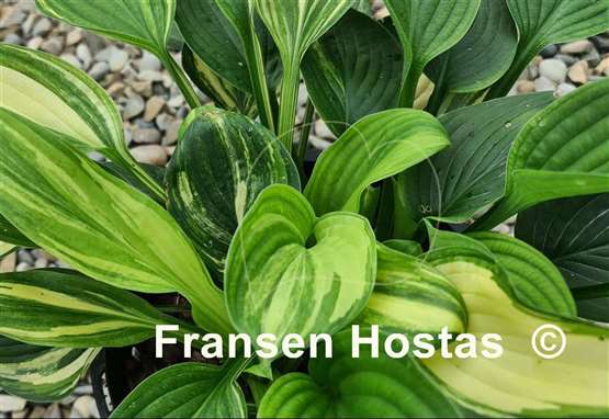 Hosta Kiwi Highlights