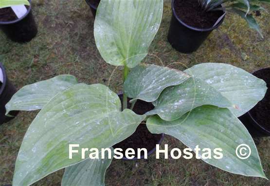 Hosta Kiwi Hippo