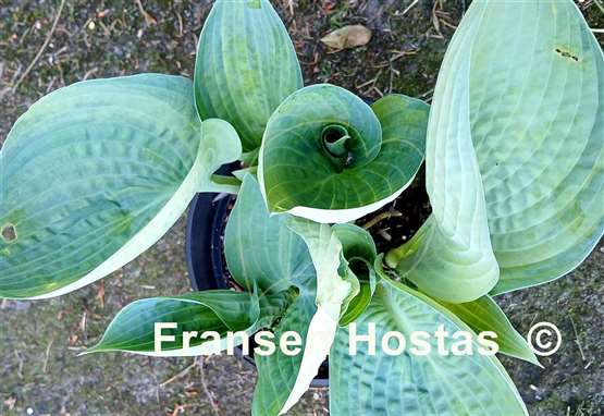 Hosta Kiwi Silver Cup