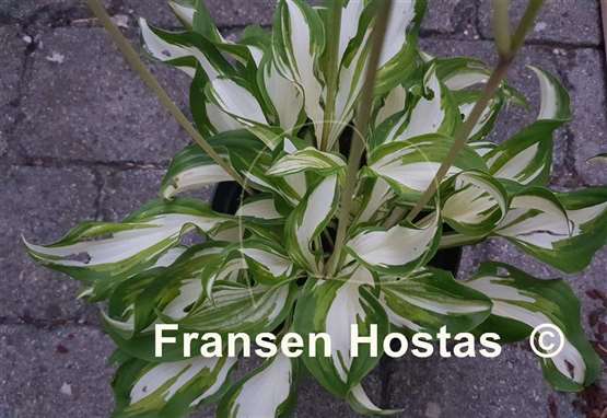 Hosta Kiwi Spearmint