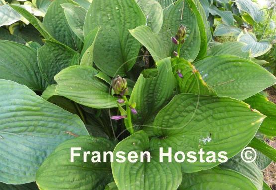 Hosta Kiwi Black Magic