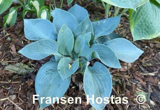 Hosta Kiwi Blue Baby