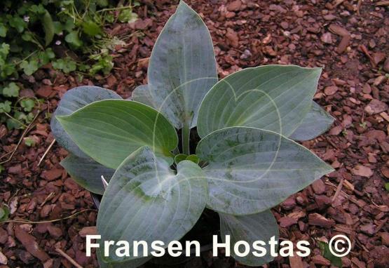 Hosta Kiwi Blue Baby