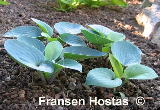 Hosta Kiwi Blue Baby