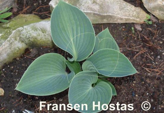 Hosta Kiwi Blue Baby