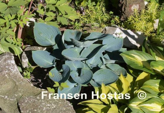 Hosta Kiwi Blue Baby