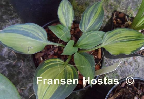 Hosta Kiwi Blue Flash