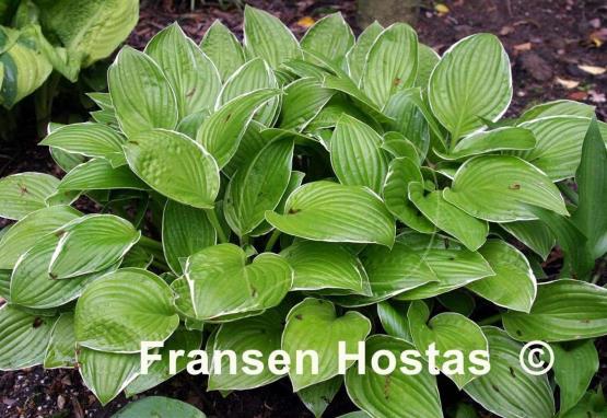 Hosta Kiwi Cream Edge