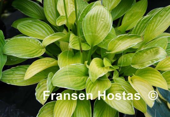 Hosta Kiwi Cream Edge