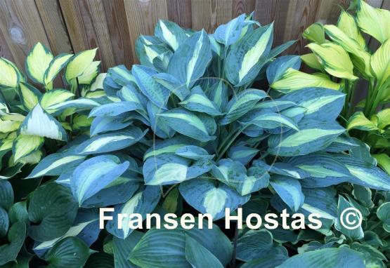 Hosta Kiwi Full Monty