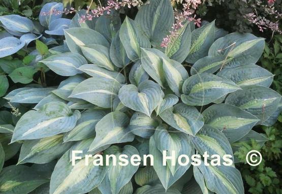 Hosta Kiwi Full Monty