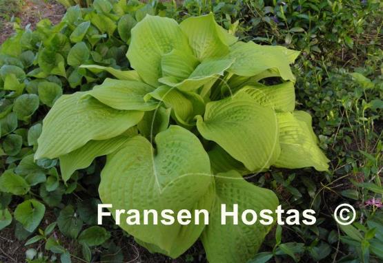 Hosta Kiwi Gold Rush