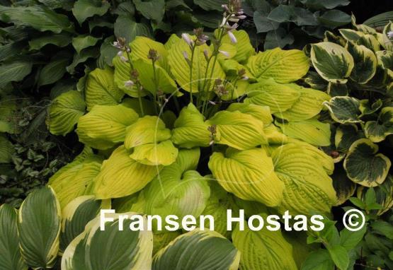Hosta Kiwi Gold Rush