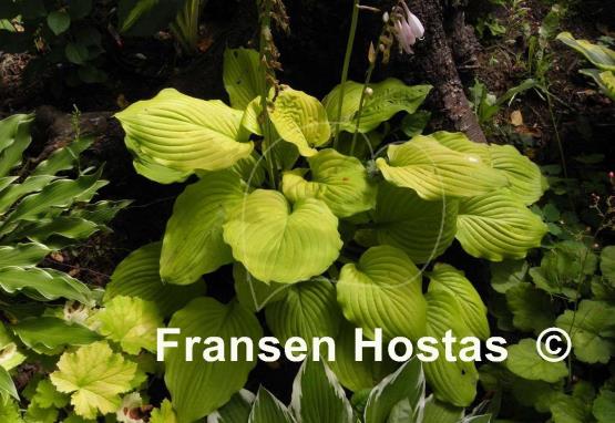 Hosta Kiwi Gold Rush