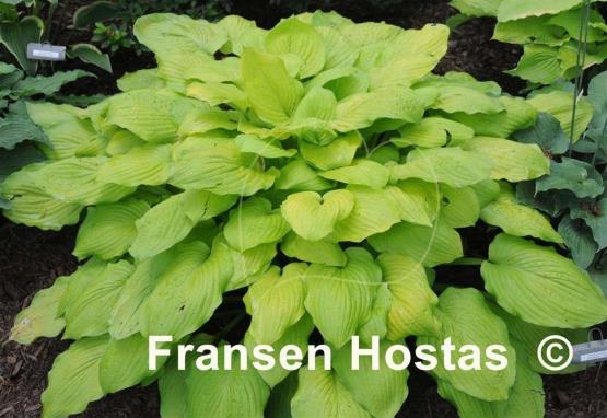 Hosta Kiwi Gold Rush