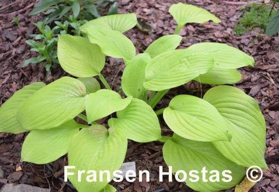 Hosta Kiwi Gold Rush