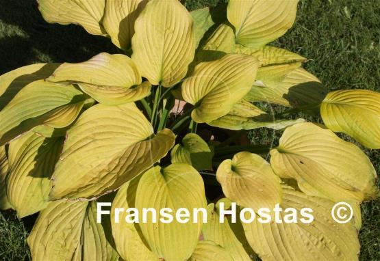 Hosta Kiwi Gold Rush