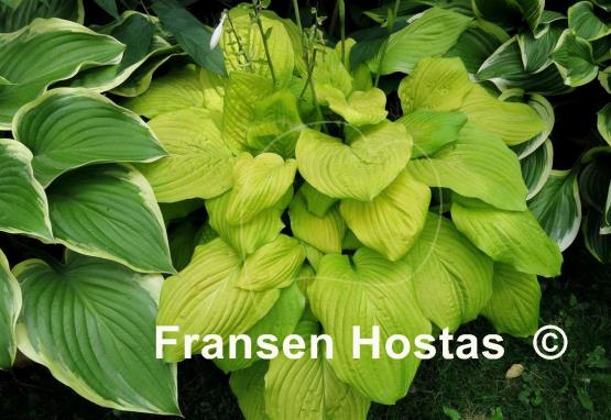 Hosta Kiwi Gold Rush