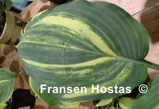 Hosta Kiwi Highlights