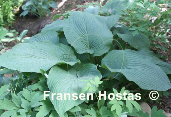 Hosta Kiwi Hippo