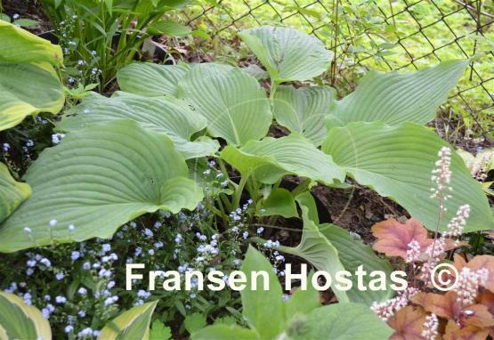 Hosta Kiwi Hippo