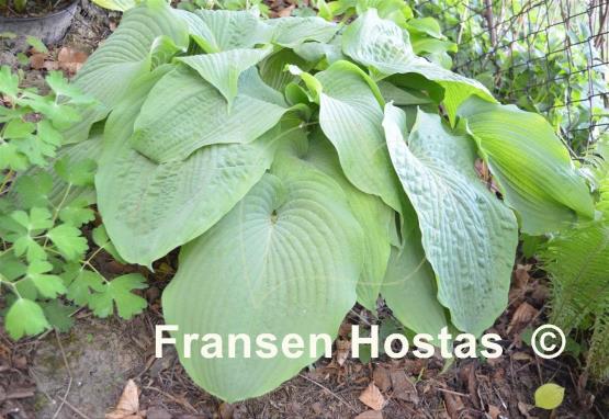 Hosta Kiwi Hippo