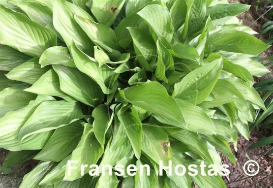 Hosta Kiwi Leap Frog