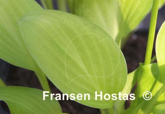 Hosta Kiwi Minnie Gold