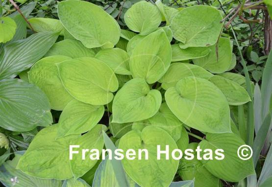 Hosta Kiwi Sunshine