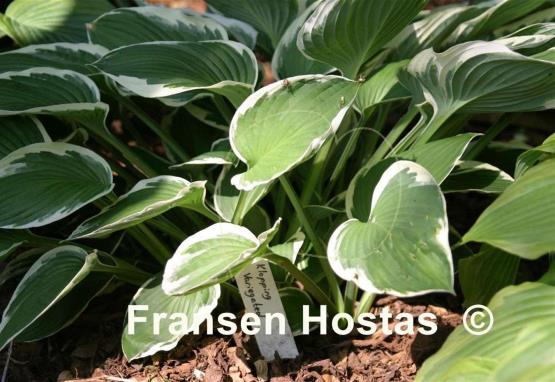Hosta Klopping Variegated