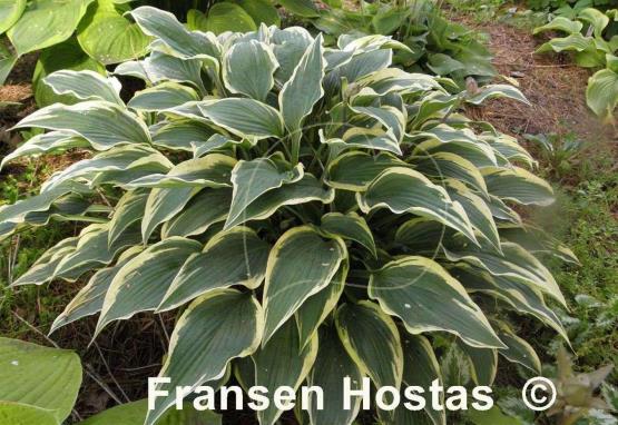Hosta Knight's Journey