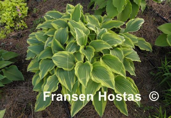 Hosta Knight's Journey