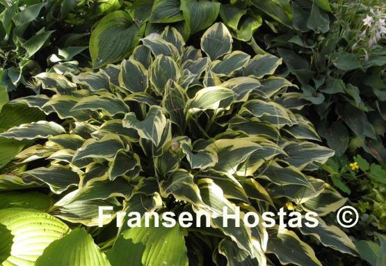 Hosta Knight's Journey