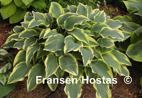 Hosta Knight's Journey