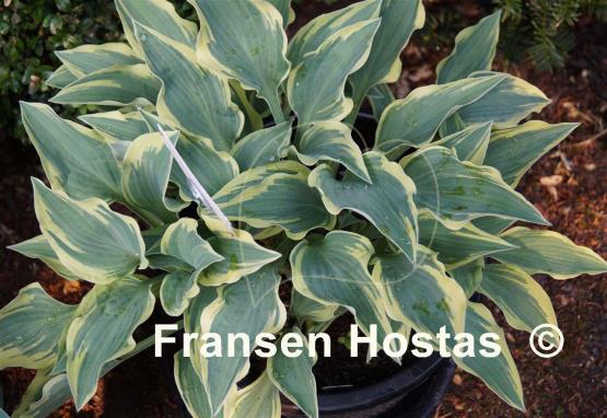 Hosta Knight's Journey