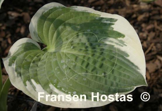 Hosta Knockout