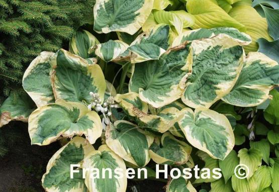 Hosta Knockout