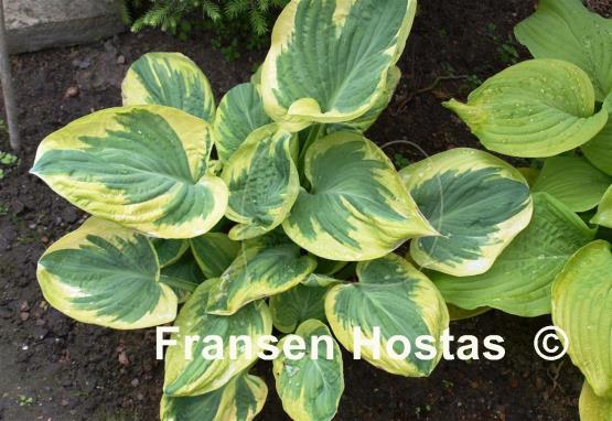 Hosta Knockout