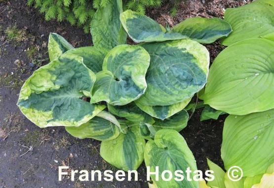 Hosta Knockout