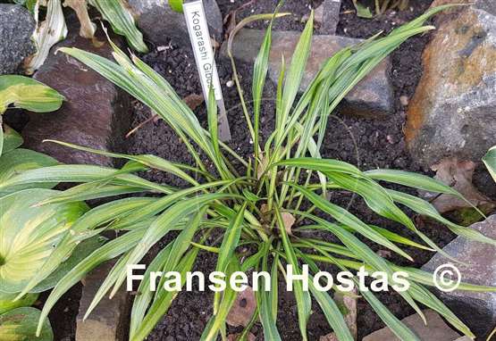 Hosta Kogarashi Giboshi