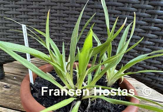 Hosta Kogarashi Nakafu