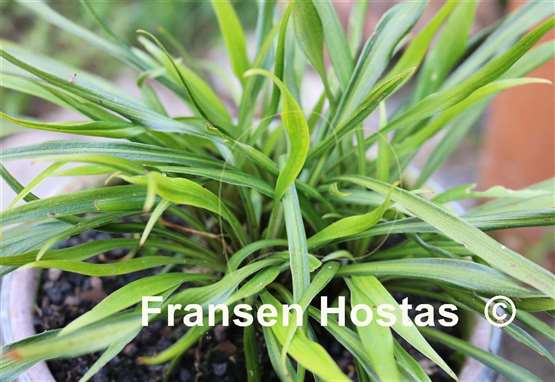 Hosta Kogarashi Nakafu