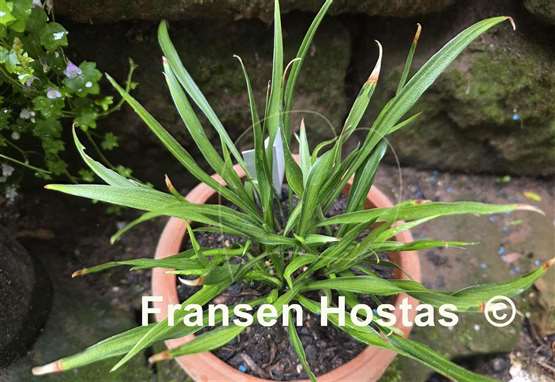 Hosta Kogarashi Nakafu